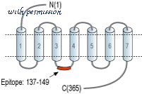 Alomone Labs STP-700 image 1