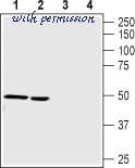 Alomone Labs T-155 image 2