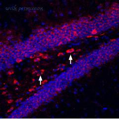 Alomone Labs Z-135 image 1