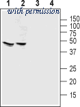 Alomone Labs AAR-013-GP image 1