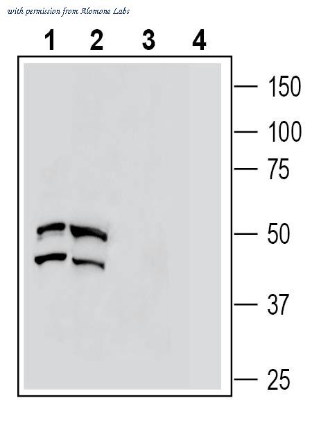 Alomone Labs AAR-034 image 1