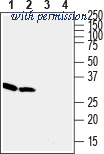 Alomone Labs ACC-012-GP image 1