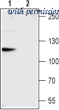 Alomone Labs ACC-017-GP image 1