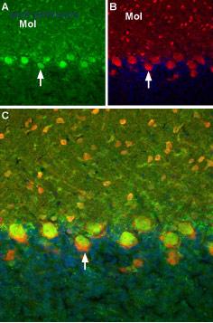 Alomone Labs ACC-017-GP image 2