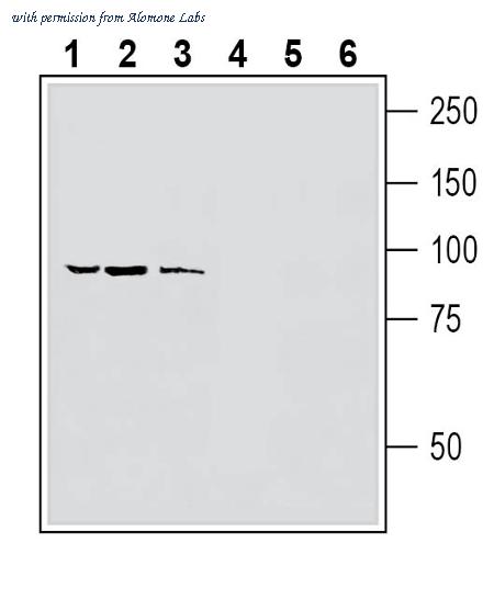 Alomone Labs ACC-334 image 1