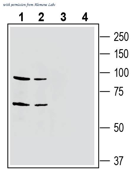 Alomone Labs AER-044 image 1