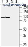 Alomone Labs AGA-019 image 1
