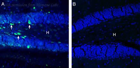 Alomone Labs AGA-019 image 2
