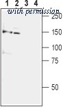 Alomone Labs AGC-007-GP image 1