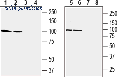 Alomone Labs AGC-010-GP image 1