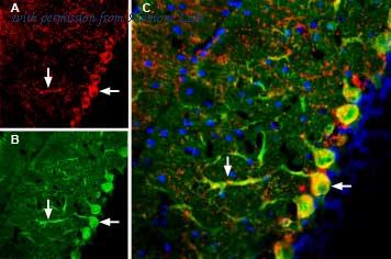 Alomone Labs AGC-010-GP image 2
