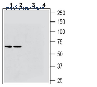 Alomone Labs AGC-036-GP image 1