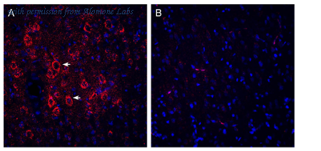 Alomone Labs AGC-036-GP image 2