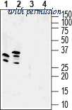 Alomone Labs AGC-048 image 1