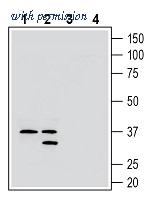 Alomone Labs AGR-054 image 1