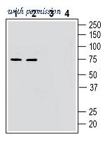 Alomone Labs AGR-058 image 1