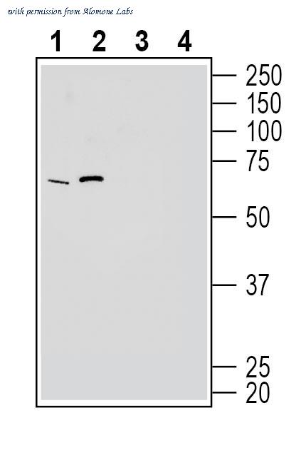 Alomone Labs AGR-061 image 1