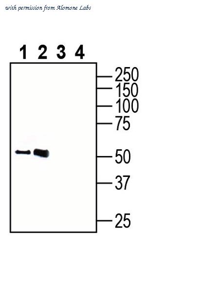 Alomone Labs AGR-068 image 1