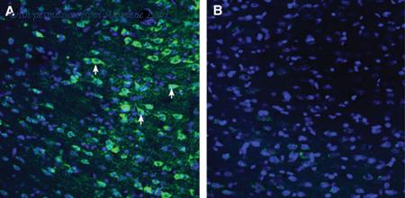 Alomone Labs AGR-068 image 2