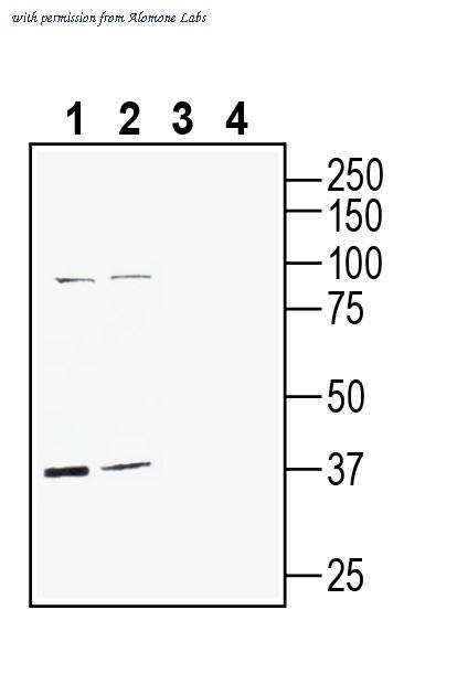 Alomone Labs AGR-082 image 1