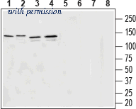 Alomone Labs AGT-005-GP image 1