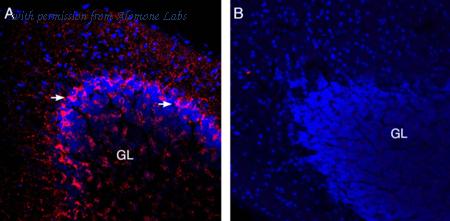 Alomone Labs AGT-005-GP image 2