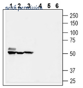 Alomone Labs AGT-036 image 1