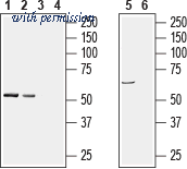 Alomone Labs AIP-023 image 1