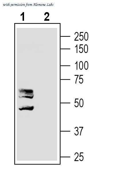 Alomone Labs AMR-061-GP image 1