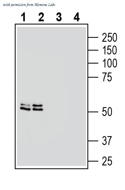 Alomone Labs AMT-008 image 1