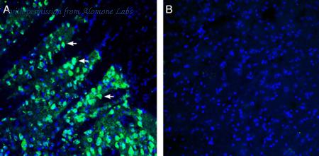 Alomone Labs AMT-008 image 2