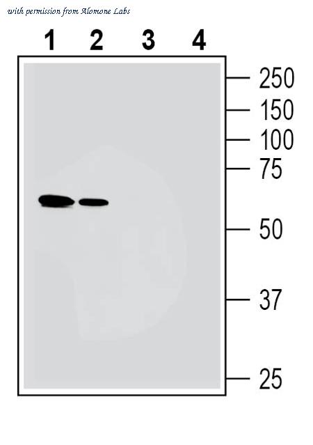 Alomone Labs ANR-071 image 1