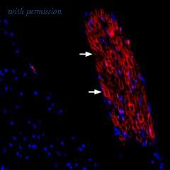 Alomone Labs ANR-091-GP image 2