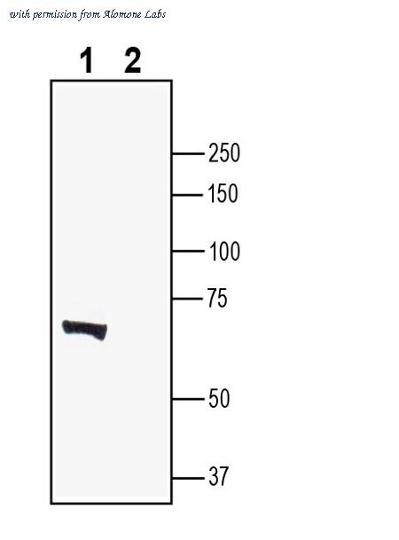 Alomone Labs ANR-142 image 1
