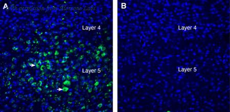 Alomone Labs ANR-142 image 2