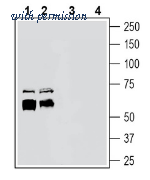 Alomone Labs ANR-156 image 1