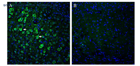 Alomone Labs ANR-156 image 2