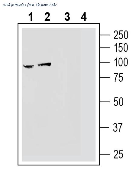 Alomone Labs ANR-162 image 1