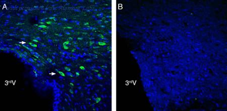 Alomone Labs ANR-162 image 2