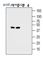 Alomone Labs ANR-187 image 1