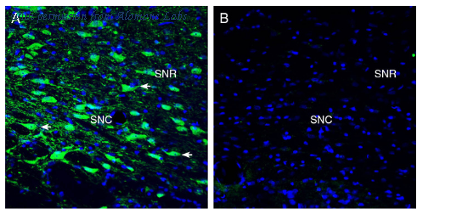 Alomone Labs ANR-187 image 2