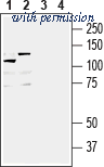 Alomone Labs ANT-045 image 1