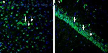 Alomone Labs ANT-045 image 2