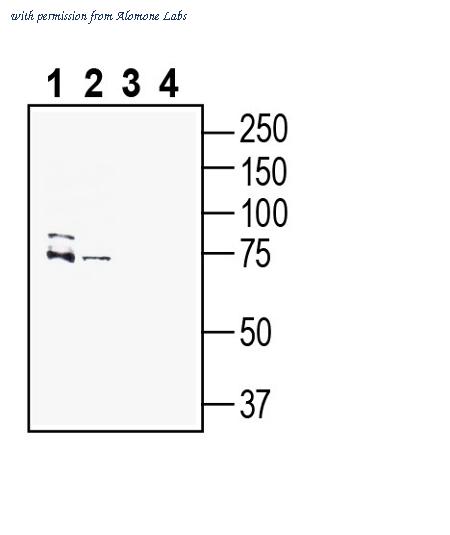 Alomone Labs ANT-054 image 1