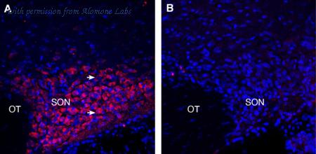 Alomone Labs ANT-054 image 2