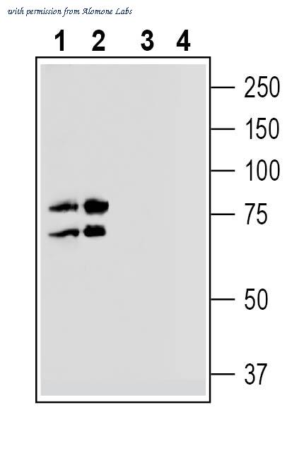 Alomone Labs ANX-007 image 1