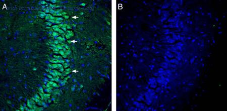 Alomone Labs ANX-007 image 2