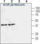 Alomone Labs APC-006-GP image 1