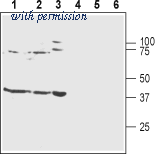 Alomone Labs APC-035-GP image 1