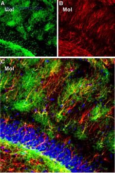 Alomone Labs APC-035-GP image 2